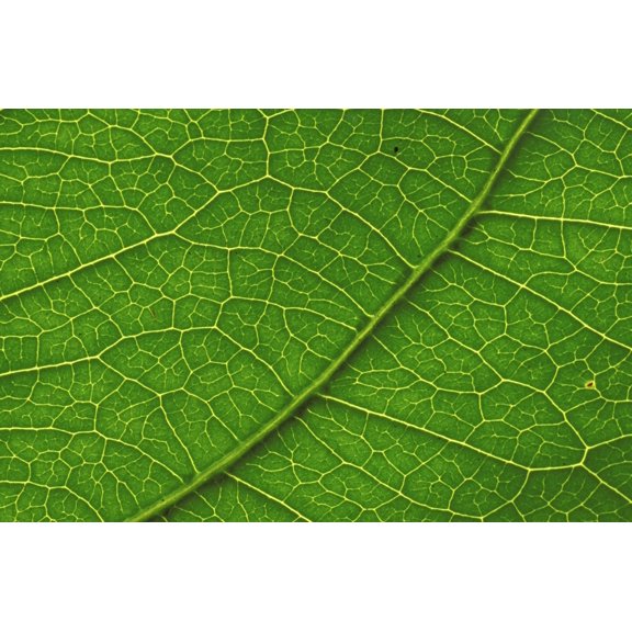 Close-Up Detail Of Leaf With Vein Patterns Beautiful Texture Canvas Art - Bill Brennan Design Pics (34 x 22)