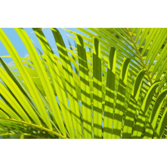 Close-Up Detail Of Light Green Palm Leaves With Shadow Pattern Against Blue Sky Canvas Art - Mary Van de Ven Design Pics (34 x 22)