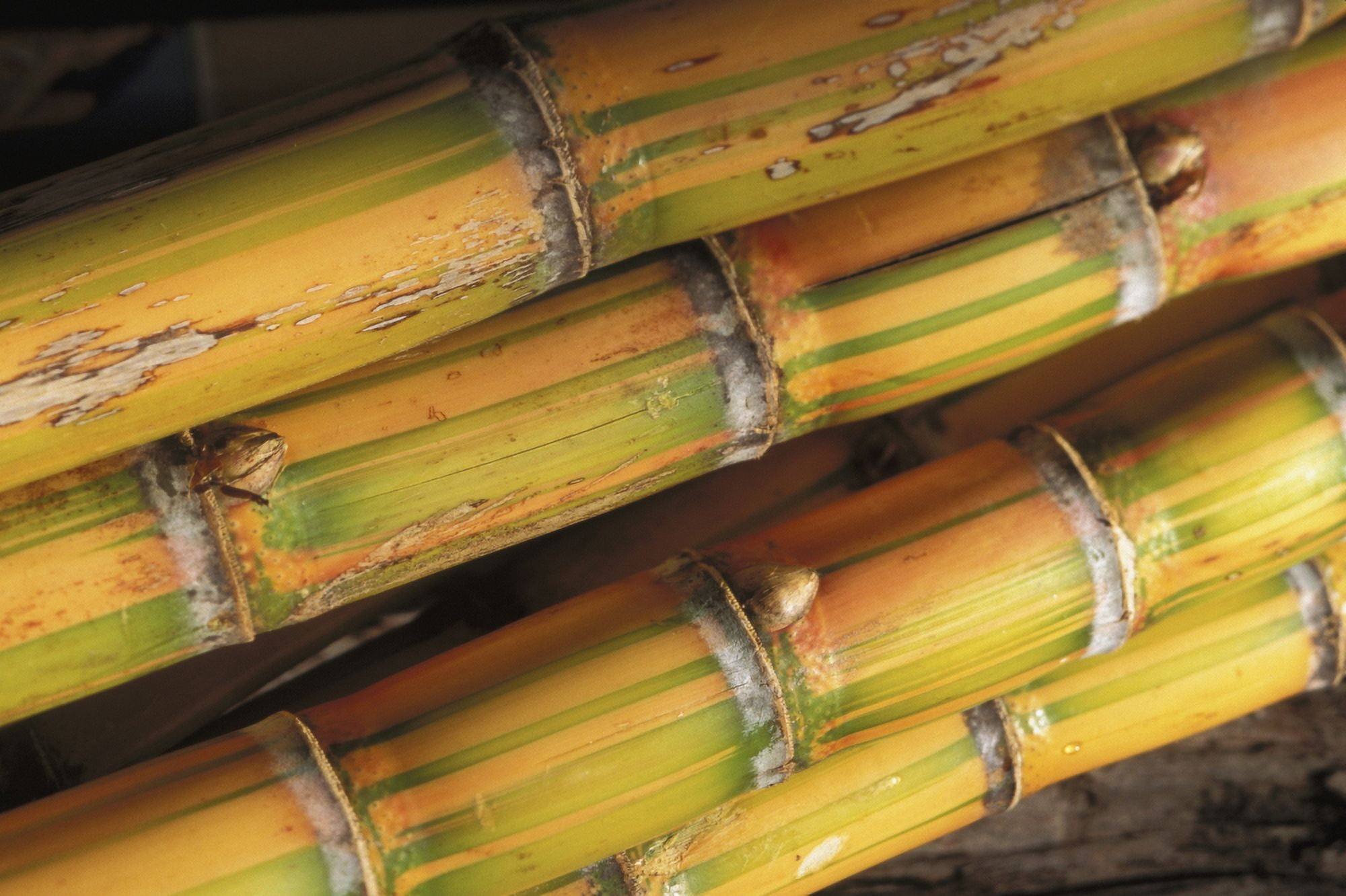 Close-Up Detail Of Mature Sugar Cane Stalks Canvas Art - Dana Edmunds Design Pics (17 x 11)