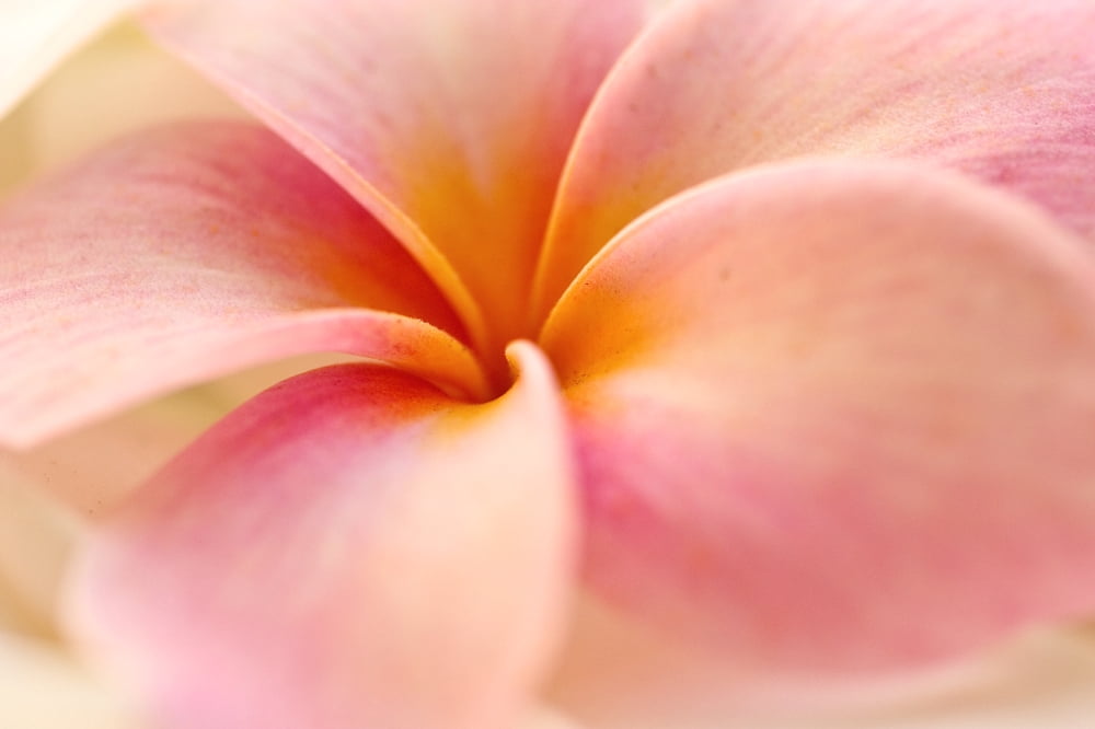 Close-Up Detail Of Pink And Orange Plumeria (Frangipani) Flower Canvas Art - Tomas del Amo Design Pics (36 x 24)