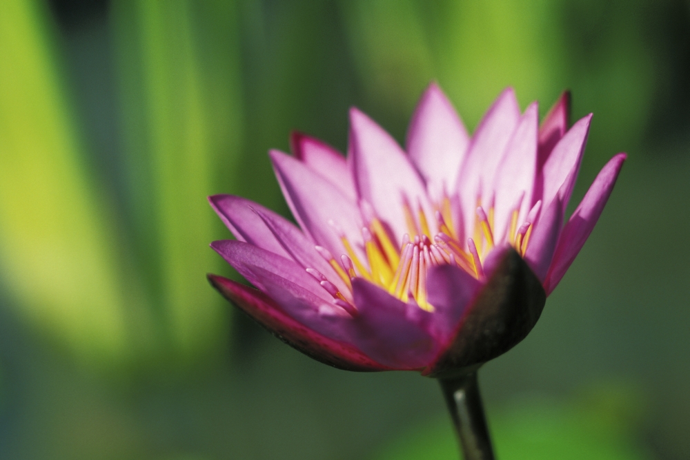 Close-Up Detail Of Single Pink Purple Water Lily Flower With Darker Tips Canvas Art - Dana Edmunds Design Pics (17 x 11)