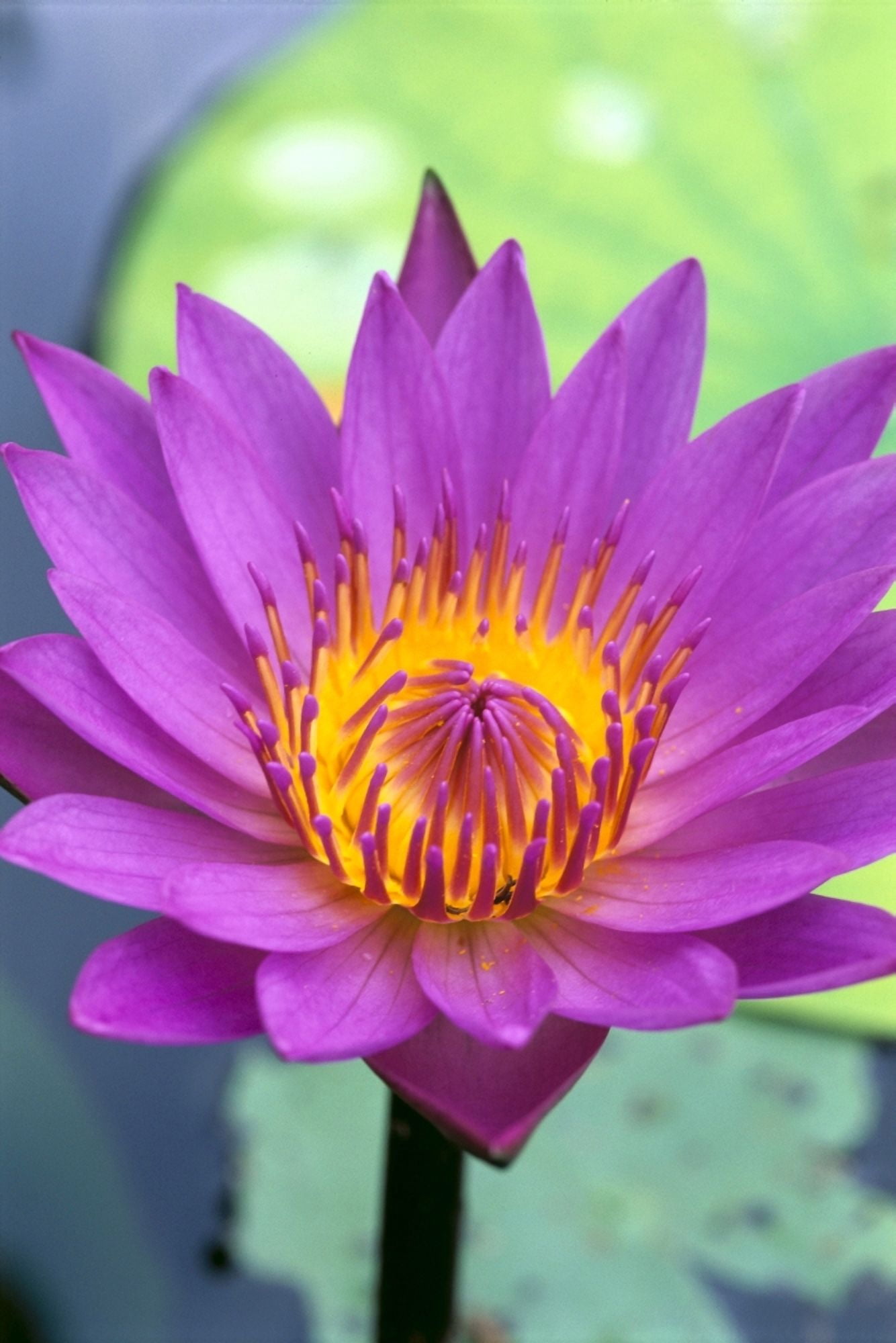 Close-Up Detail Of Vibrant Lily Flower Lily Pad In Background On Water Canvas Art - Bill Brennan Design Pics (24 x 38)