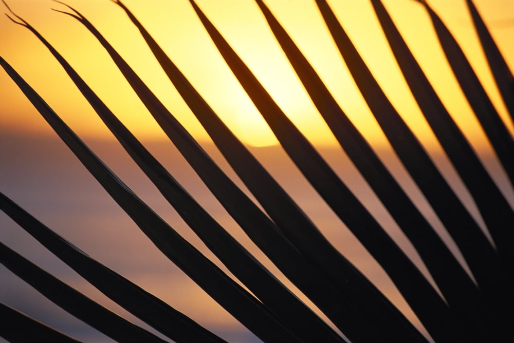 Close-Up Detail Palm Fronds Silhouetted Against Golden Sunset Skies Canvas Art - Bill Schildge Design Pics (38 x 24)