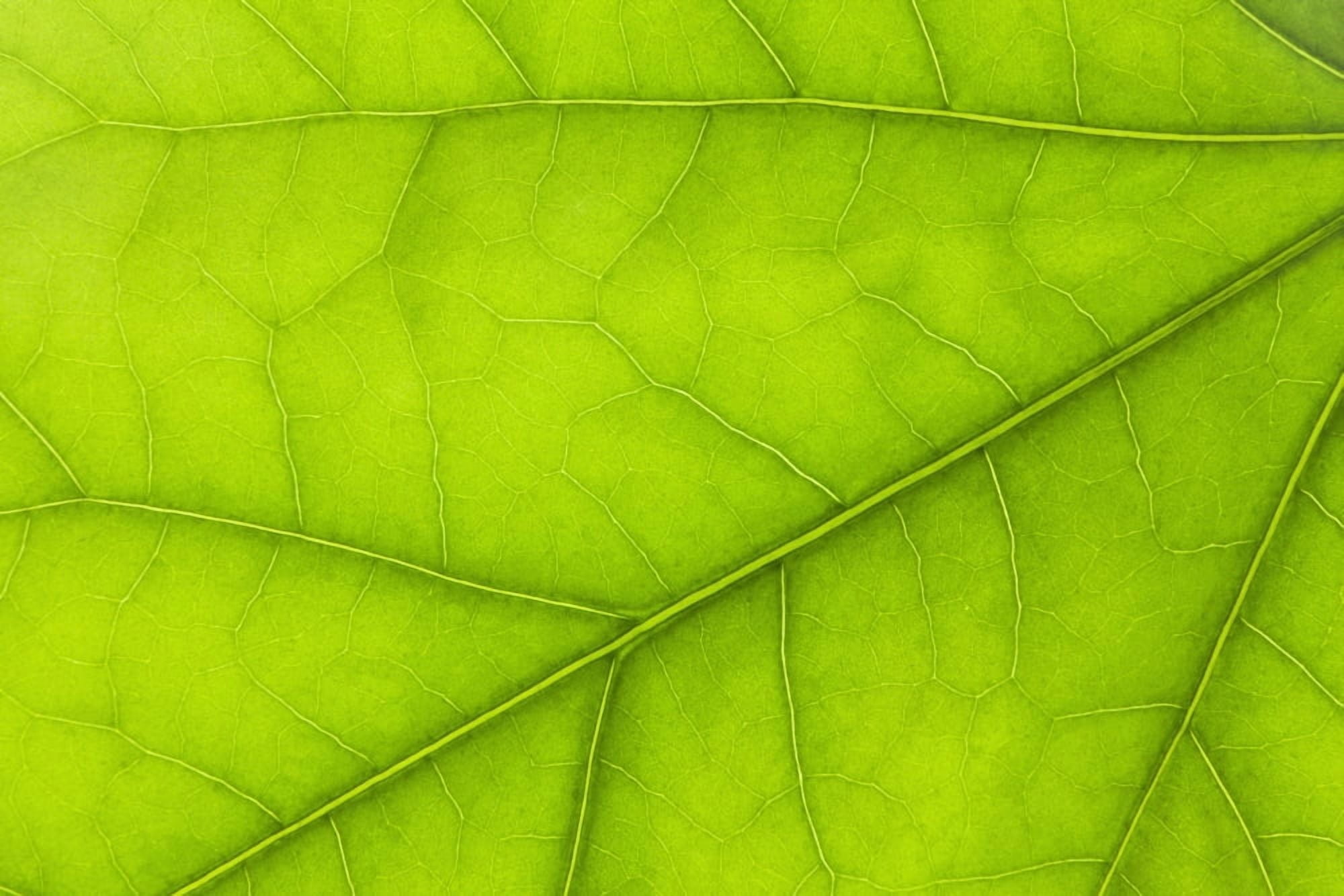 Close Up Details Of A Green Leaf Thunder Bay Ontario Canada Canvas Art - Susan Dykstra Design Pics (19 x 12)