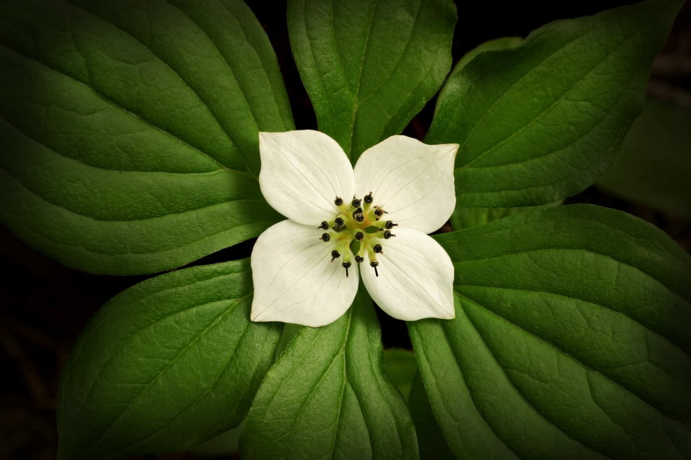 Close-Up Dwarf Dogwood Flower In Full Bloom Alaska Canvas Art - John Delapp Design Pics (34 x 22)