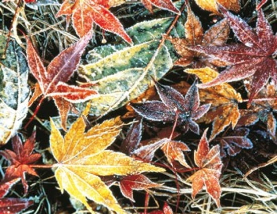 Close Up Fallen Maple Leaves Canvas Art - Panoramic Images (36 x 28)