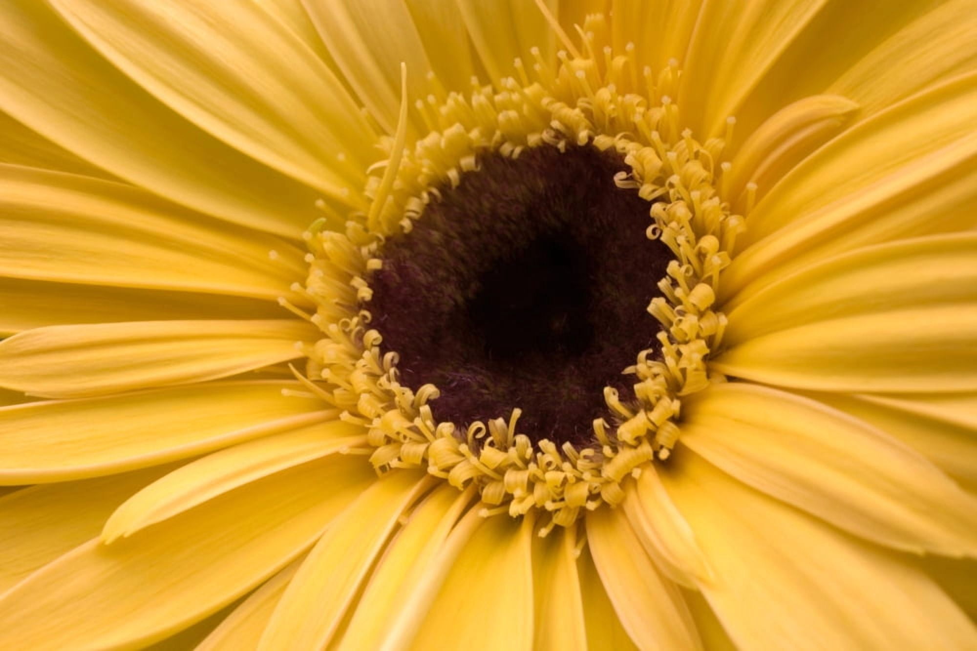 Close Up Gerbera Daisy Canvas Art - David Chapman Design Pics (36 x 24)
