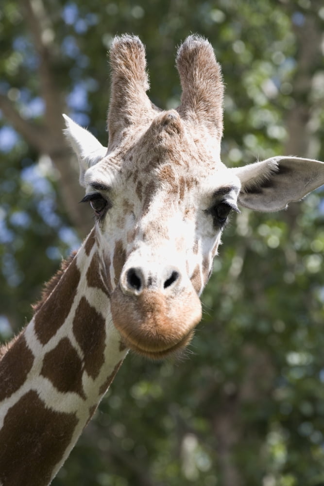 Close-Up Of A Giraffes (Giraffa Camelopardalis) Head And Face Looking At The Camera Calgary Alberta Canada Canvas Art - Michael Interisano Design Pics (12 x 19)