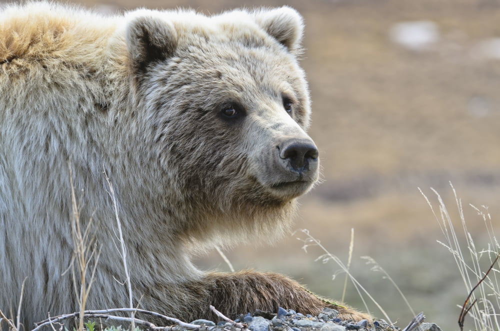 Close-Up Of Grizzly Bear (Ursus Arctos) Lying On Tundra At Highway Pass In Denali National Park Alaska Canvas Art - Kenneth Whitten Design Pics (19 x 12)