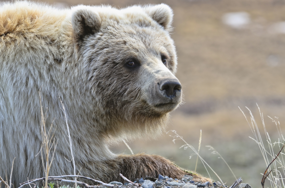 Close-Up Of Grizzly Bear (Ursus Arctos) Lying On Tundra At Highway Pass In Denali National Park Alaska Canvas Art - Kenneth Whitten Design Pics (38 x 24)
