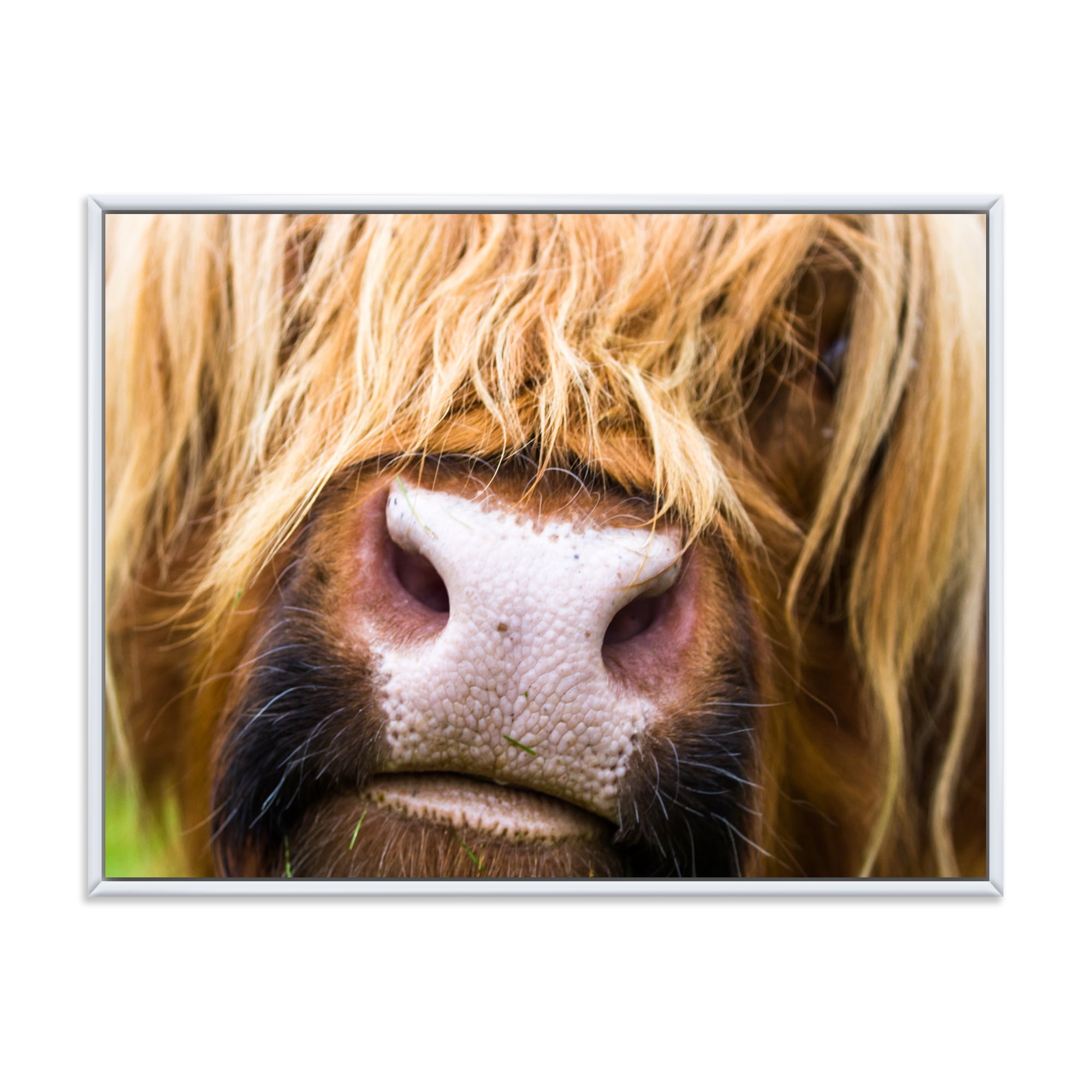 Close-Up Highland Cattle 20 in x 12 in Framed Photography Canvas Art Print, by Designart