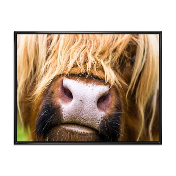 Close-Up Highland Cattle 20 in x 12 in Framed Photography Canvas Art Print, by Designart