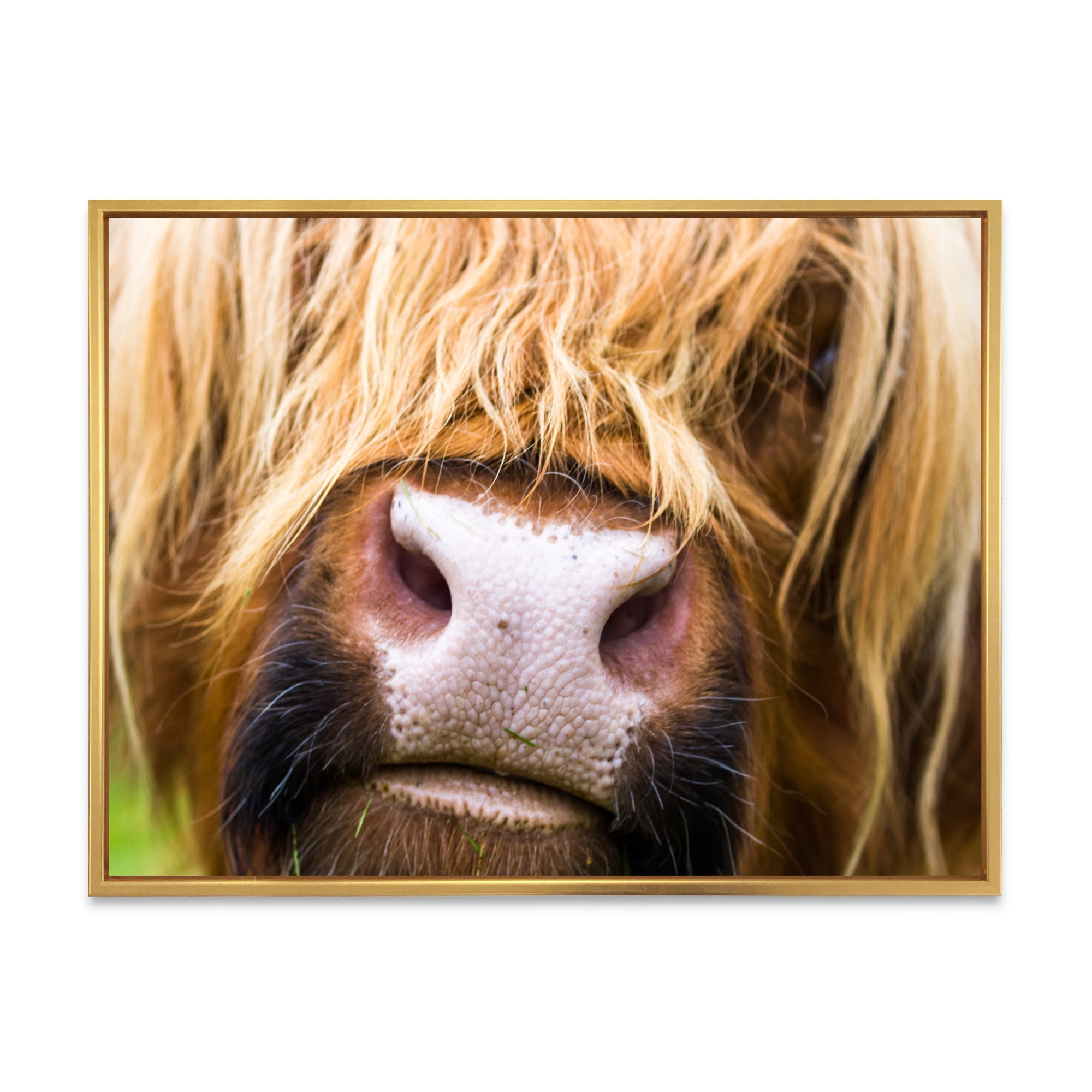 Close-Up Highland Cattle 32 in x 16 in Framed Photography Canvas Art Print, by Designart