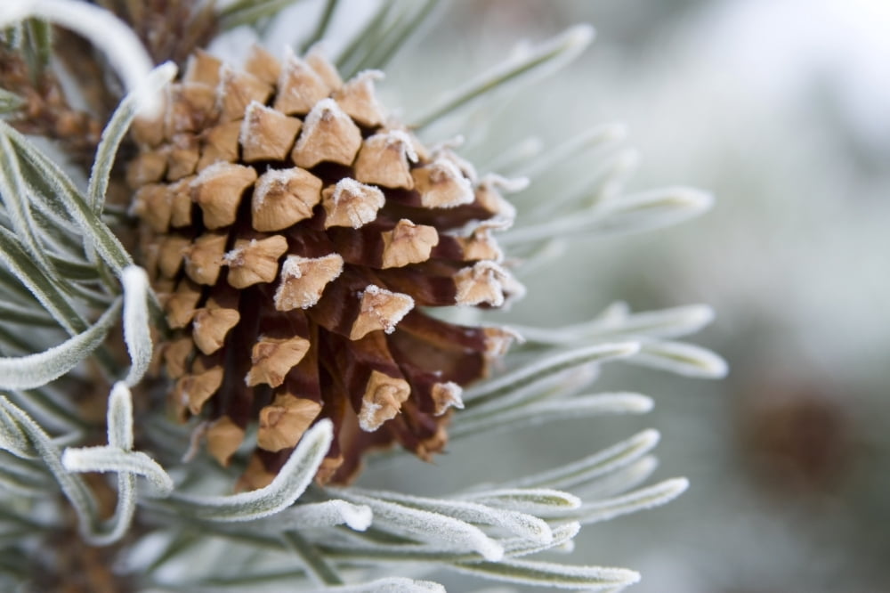 Close-Up Image Of Frost-Covered Pine Cone On Branch In Winter Canvas Art - Charles Tribbey Design Pics (17 x 11)