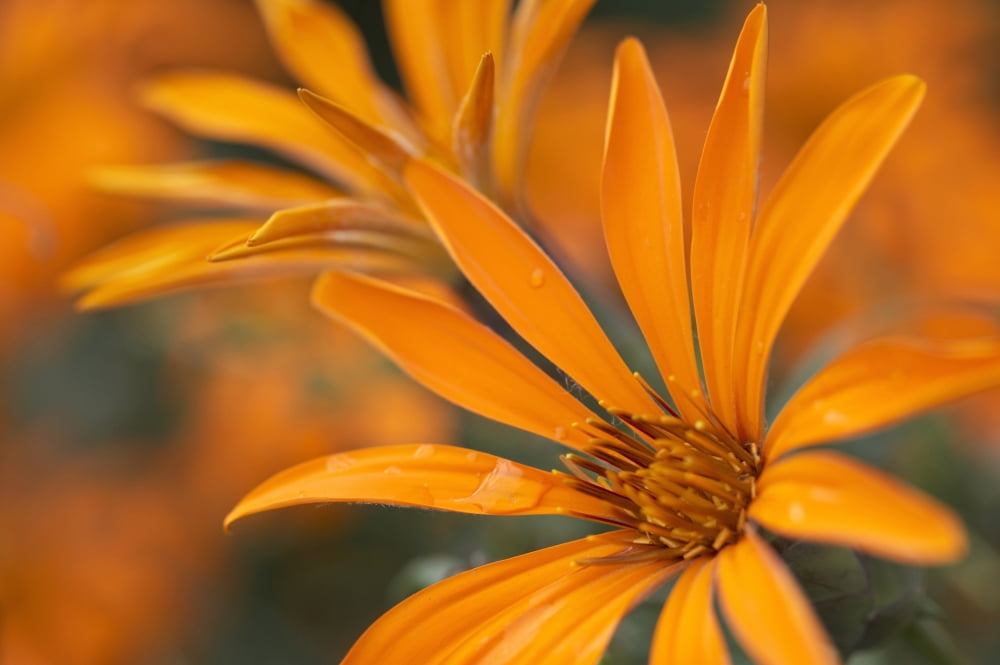 Close-Up Metusia Naranja Flower Patagonia Argentina Canvas Art - Peter Van Rhijn Design Pics (34 x 22)