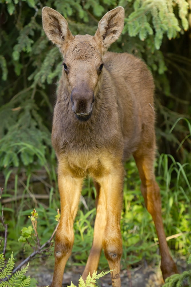 Close Up O A Moose Calf In An Anchorage Residential Yard Southcentral Alaska Summer Canvas Art - Jeff Schultz Design Pics (22 x 34)