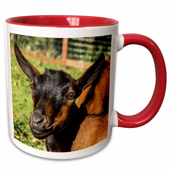 3drose, Close-up of 11 Week Old Oberhasli Goats., 11oz Two-tone Red Mug