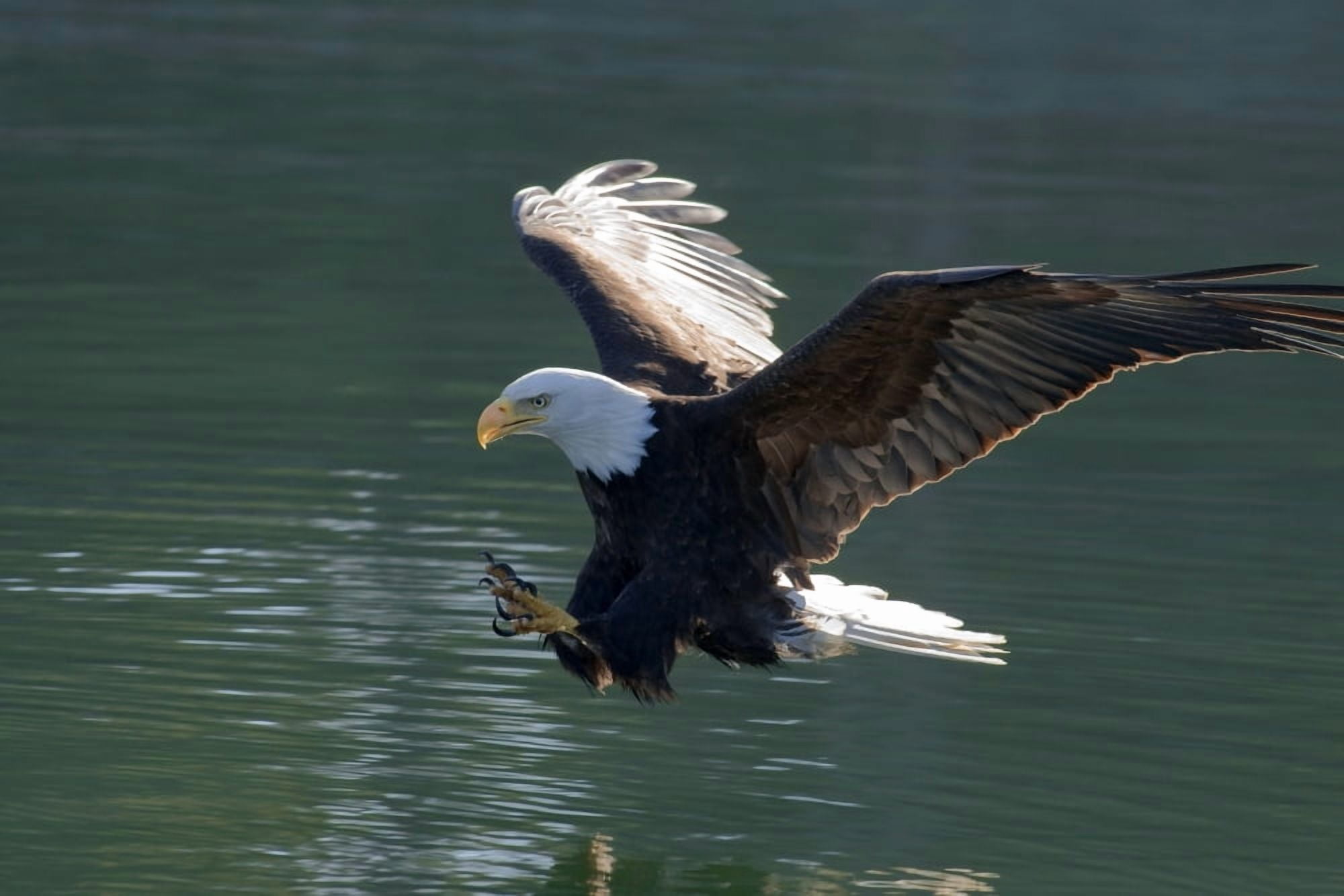 Close Up Of A Bald Eagle Catching A Fish Out Of The Inside Passage Waters Of Southeast Alaska Canvas Art - John Hyde Design Pics (17 x 11)