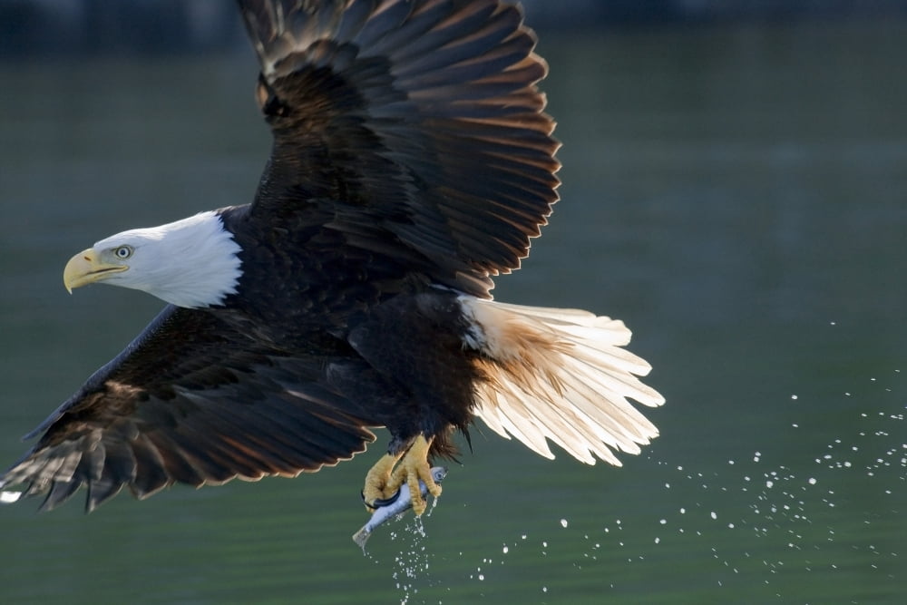 Close Up Of A Bald Eagle Catching A Fish Out Of The Inside Passage Waters Of Southeast Alaska Canvas Art - John Hyde Design Pics (17 x 11)