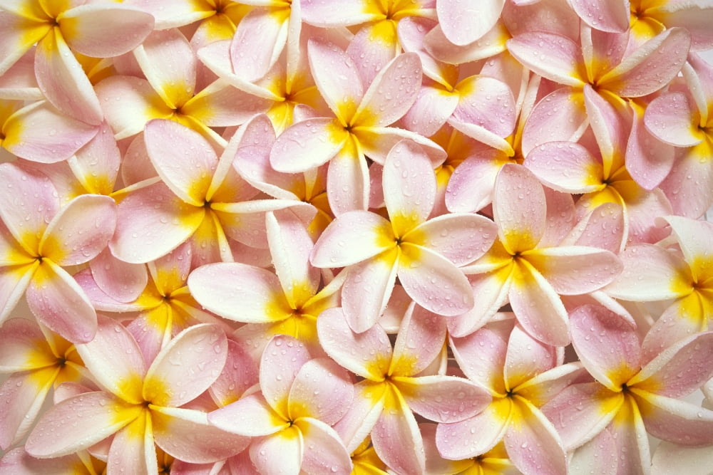 Close-Up Of A Bed Of Light Pink Plumeria Flowers Water Drops Yellow Centers C1667 Canvas Art - Kyle Rothenborg  Design Pics (19 x 12)