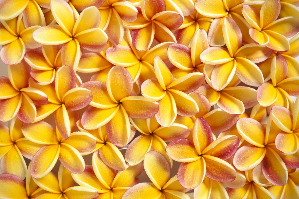 Close-Up Of A Bed Of Yellow Plumeria Flowers Pink Tips Water Drops Canvas Art - Kyle Rothenborg Design Pics (38 x 24)