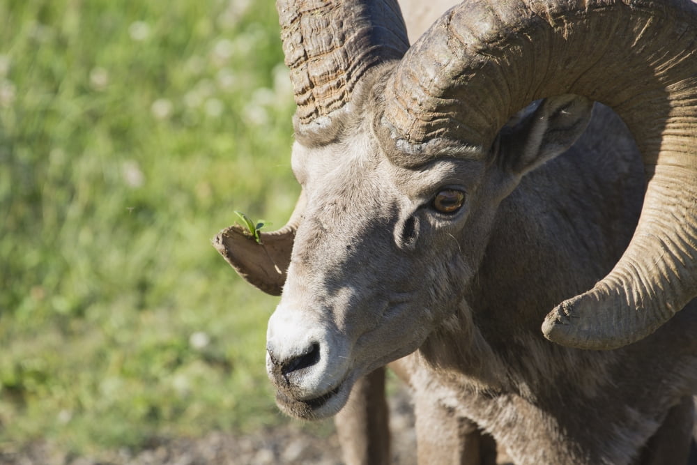 Close Up Of A Bighorn Sheep (Ovis Canadensis) Kananaskis Alberta Canada Canvas Art - Michael Interisano Design Pics (19 x 12)
