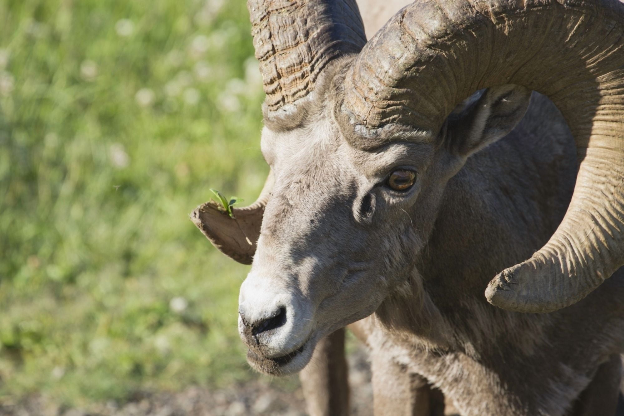 Close Up Of A Bighorn Sheep (Ovis Canadensis) Kananaskis Alberta Canada Canvas Art - Michael Interisano Design Pics (38 x 24)