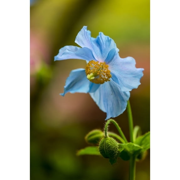 Close-Up Of A Blue Flower Blossoming At Butchart Gardens; Victoria British Columbia Canada by Cathy Hart / Design Pics