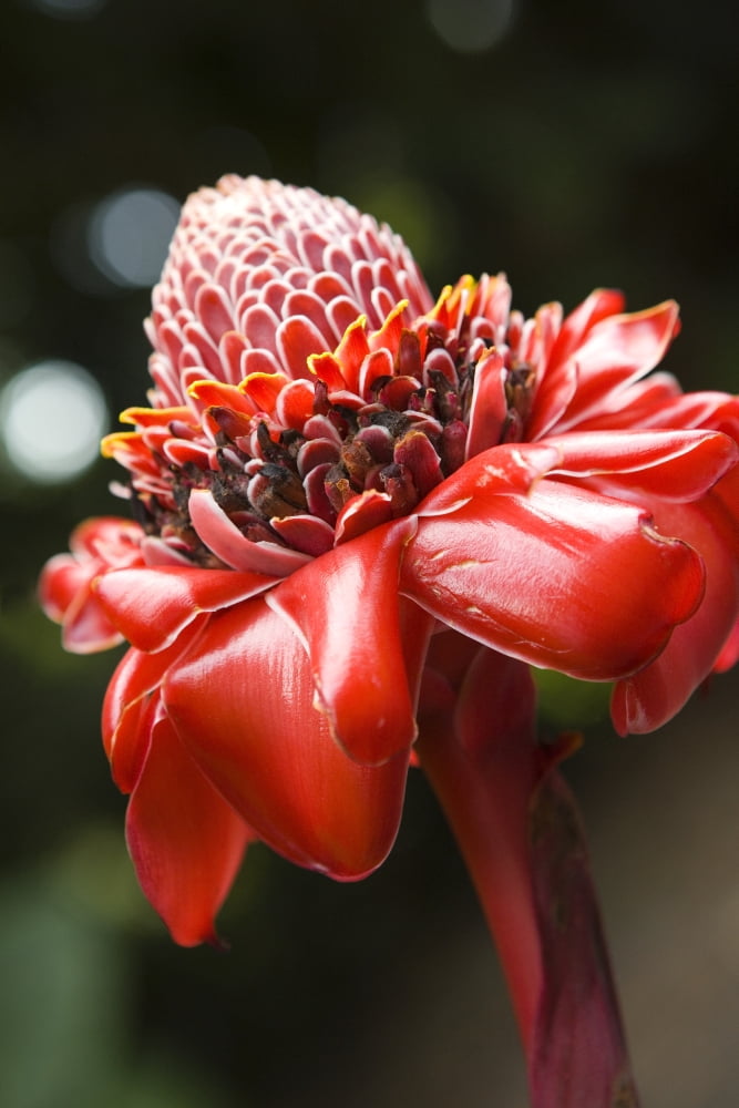 Close-Up Of A Bright Red Torch Ginger Flower Canvas Art - Dana Edmunds Design Pics (11 x 17)