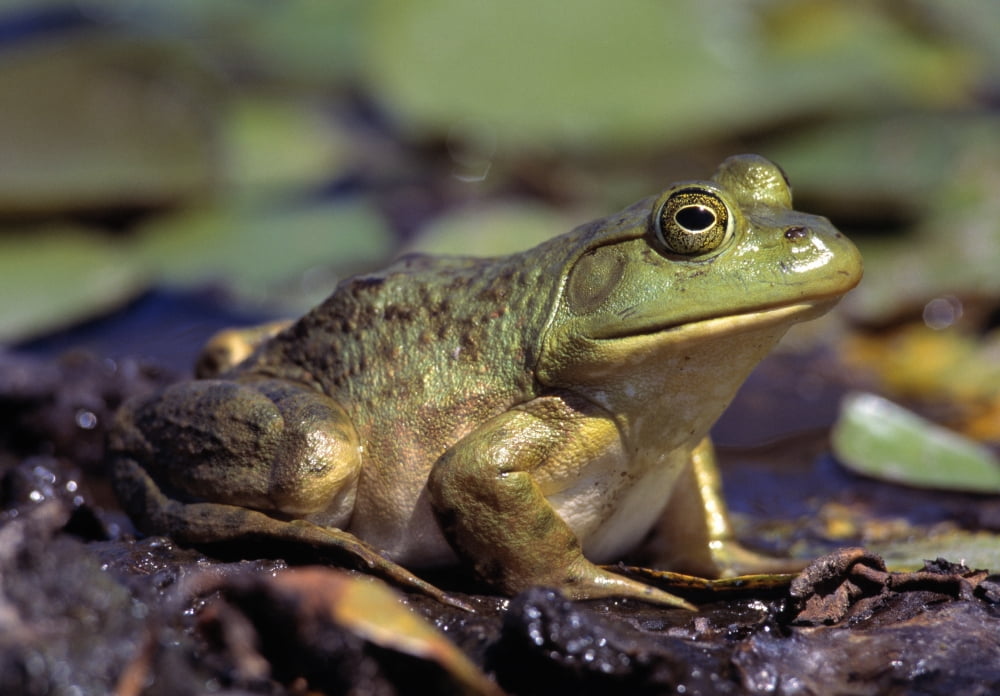Close-Up Of A Bullfrog Canvas Art - Natural Selection Bill Byrne Design Pics (36 x 24)