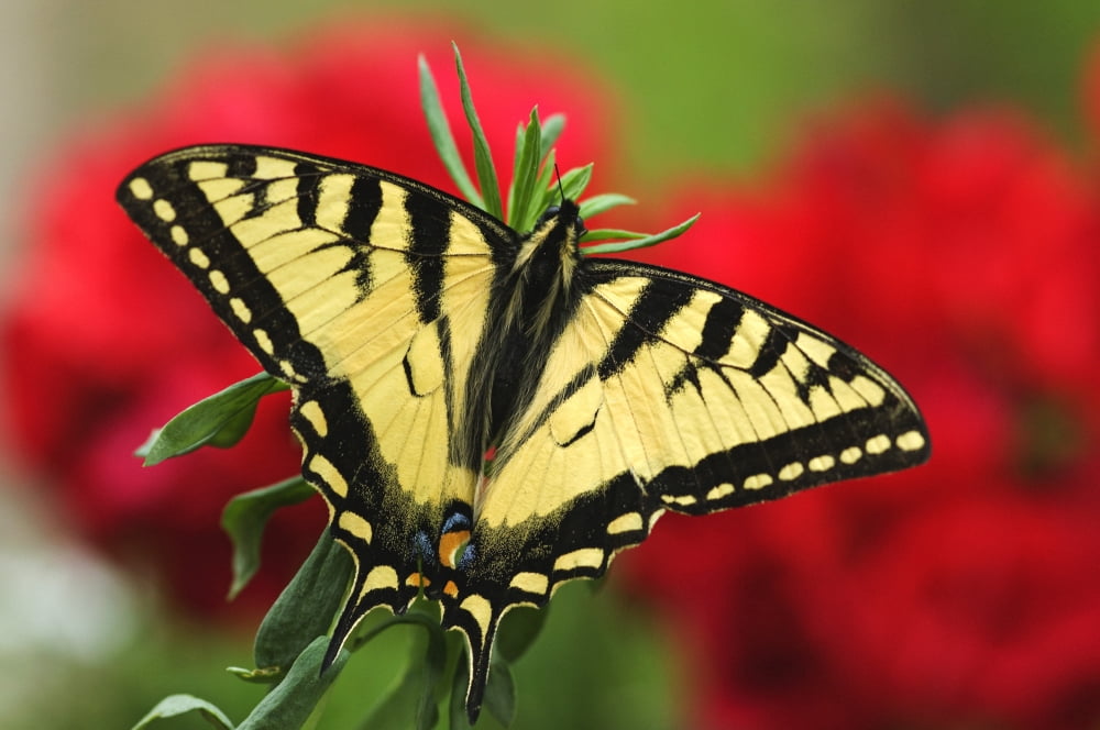 Close Up Of A Canadian Tiger Swallowtail Butterfly With Red Geraniam Flowers In Background Canvas Art - Greg Martin Design Pics (17 x 11)