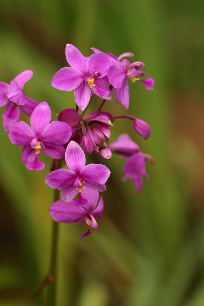 Close-Up Of A Cluster Of Bright Pink Orchids Canvas Art - Ron Dahlquist Design Pics (12 x 18)