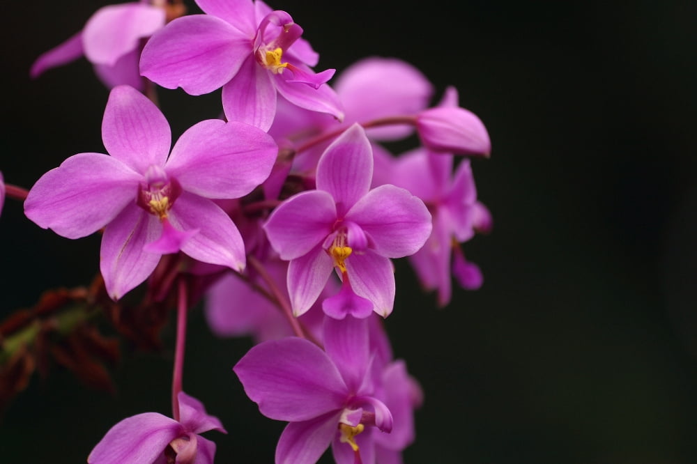 Close-Up Of A Cluster Of Bright Pink Orchids Canvas Art - Ron Dahlquist Design Pics (18 x 12)