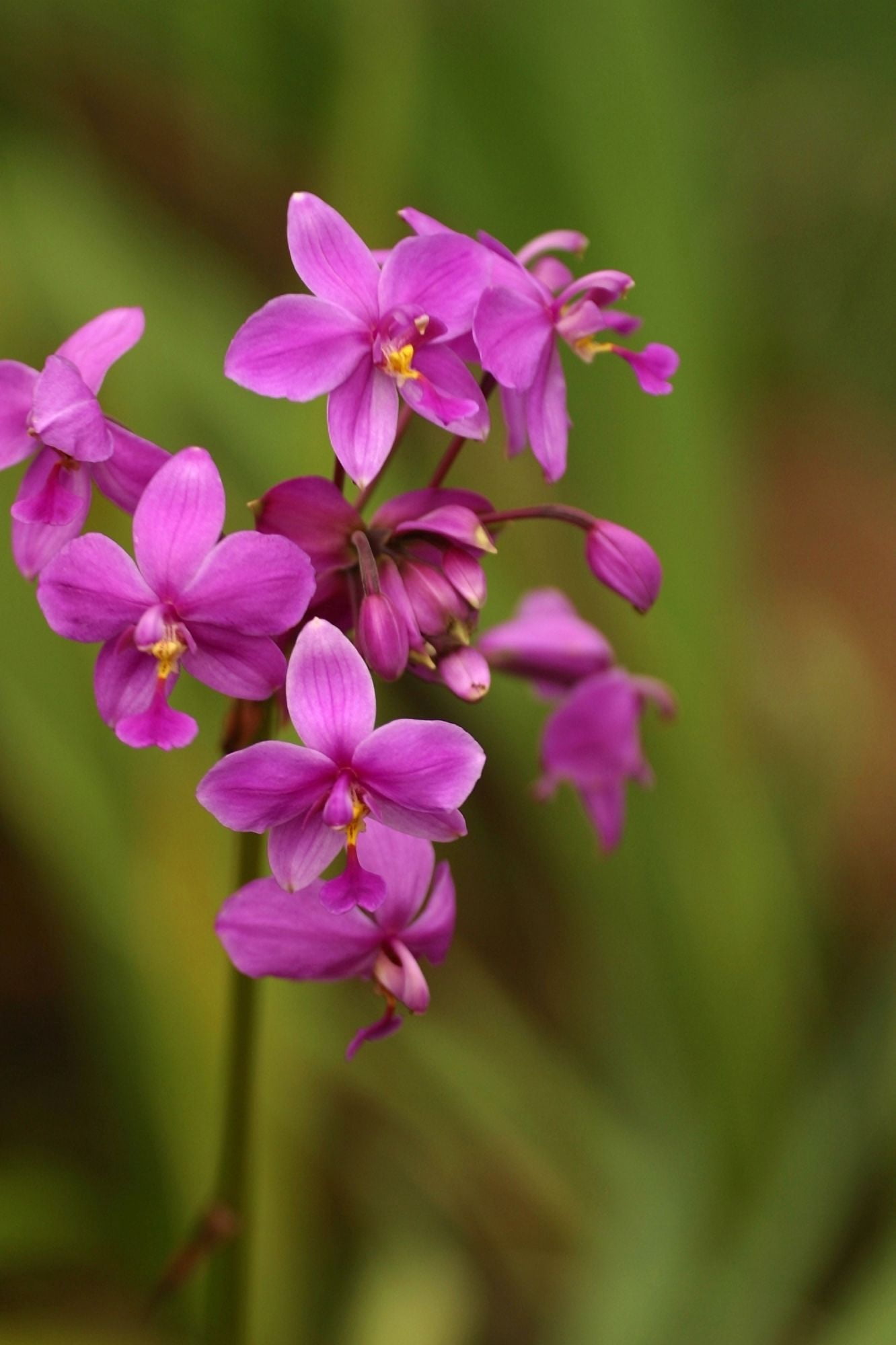 Close-Up Of A Cluster Of Bright Pink Orchids Canvas Art - Ron Dahlquist Design Pics (24 x 36)