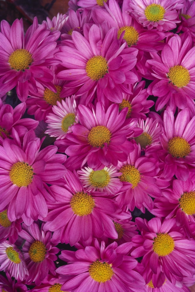 Close-Up Of A Cluster Of Pink Painted Daisies [Chrysanthemum Coccineum] Canvas Art - Greg Vaughn Design Pics (12 x 19)