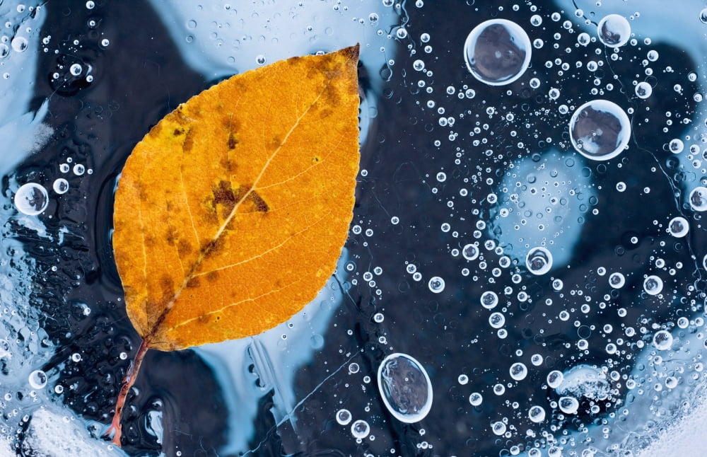 Close Up Of A Cottonwood Leaf Laying On Clear Ice On The Matanuska Glacier Southcentral Alaska Canvas Art - Carl R Battreall Design Pics (38 x 24)