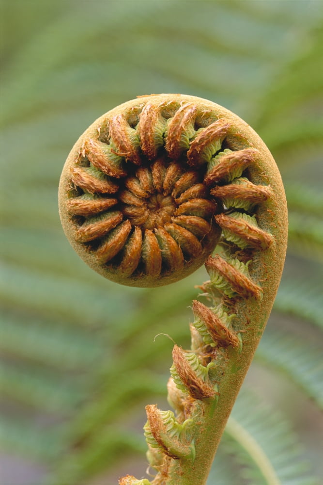 Close-Up Of A Curled amaumau Fern Blurred Background Canvas Art - Greg Vaughn Design Pics (24 x 38)