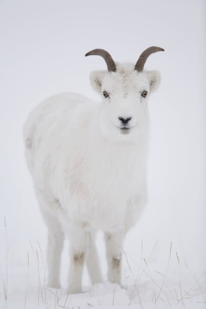 Close Up Of A Dall Sheep Ewe In Winter On Sheep Mountain Kluane National Park Yukon Territory Canada Canvas Art - Milo Burcham Design Pics (22 x 34)
