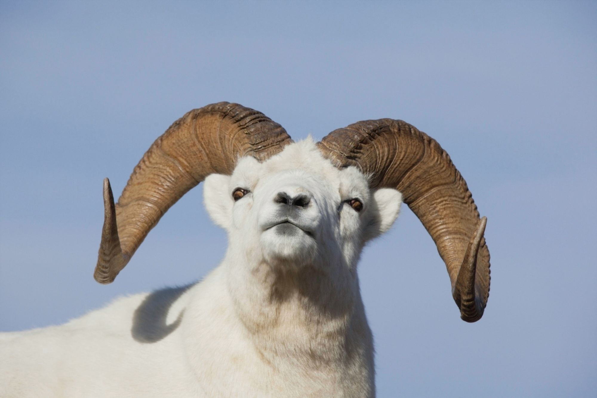 Close Up Of A Dall Sheep Ram In Denali National Park And Preserve Interior Alaska Autumn Canvas Art - Doug Lindstrand Design Pics (38 x 24)