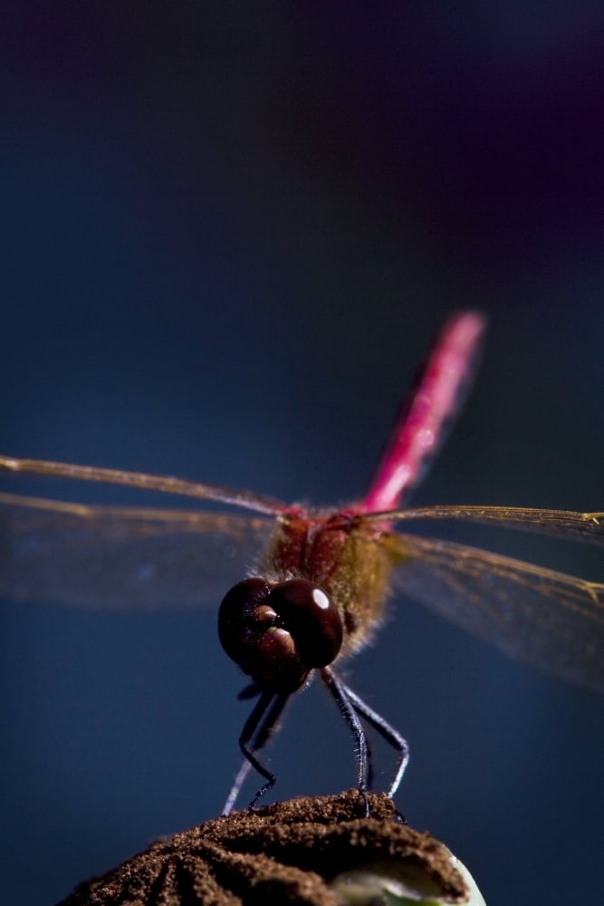 Close Up Of A Dragonfly Canvas Art - Richard Wear Design Pics (24 x 36)