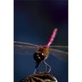 thumbnail image 1 of Close Up Of A Dragonfly Poster Print, 1 of 2