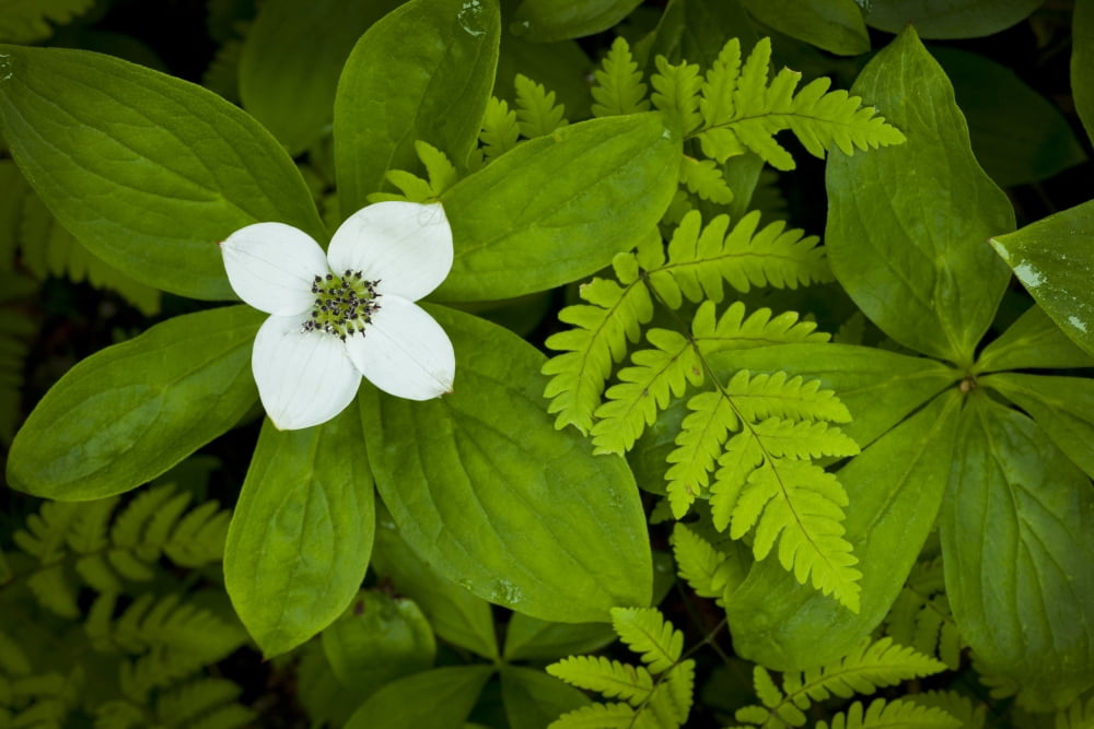 Close Up Of A Dwarf Dogwood Flower Mixed With Ferns Turnagain Pass Area Of The Kenai Peninsula Alaska Canvas Art - John Delapp Design Pics (34 x 22)