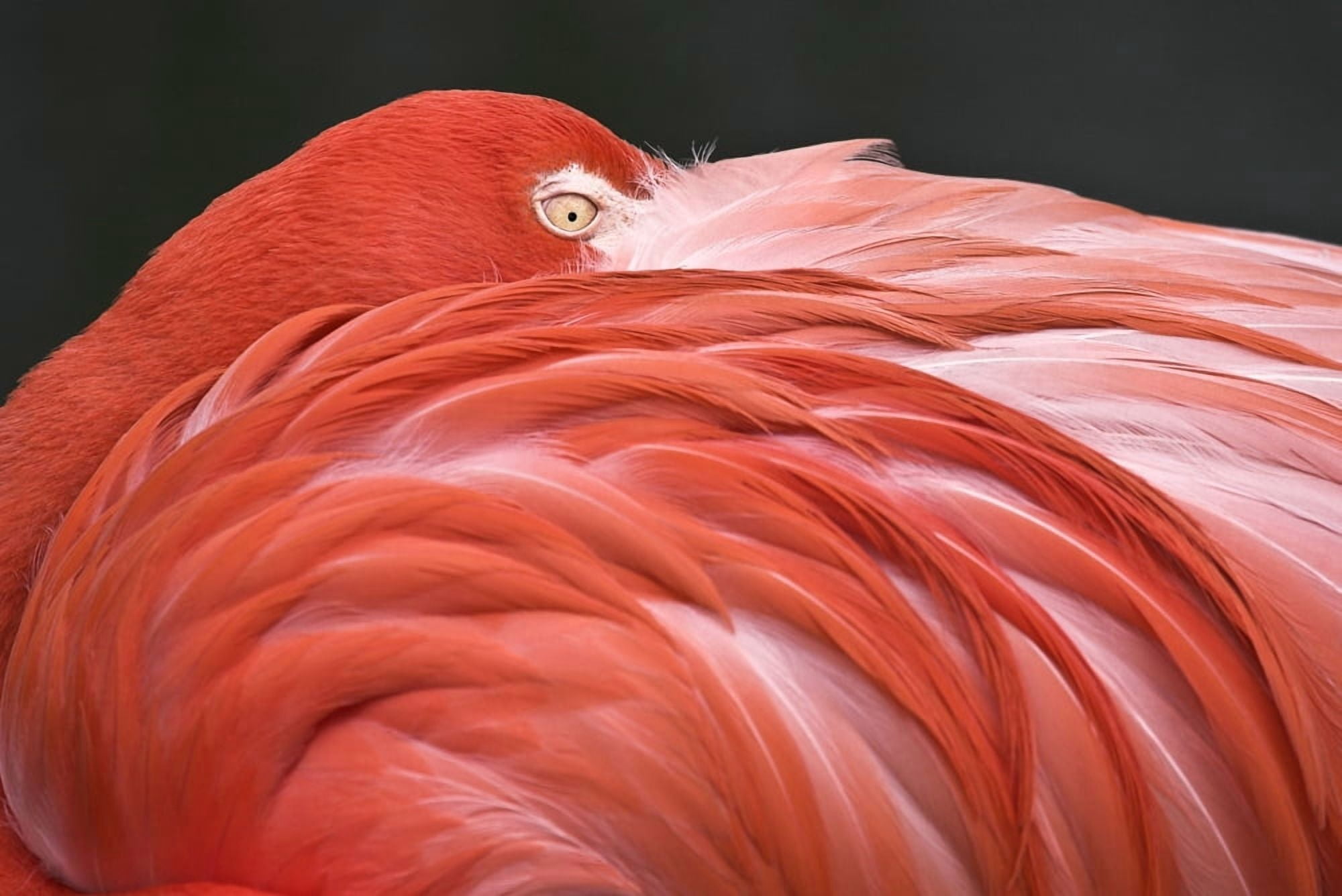 Close Up Of A Flamingo Resting Its Head On Its Back Canvas Art - Chris Upton Design Pics (34 x 22)