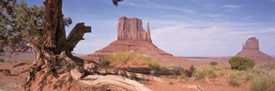 Close-Up Of A Gnarled Tree With West And East Mitten Monument Valley Arizona USA Canvas Art - Panoramic Images (36 x 12)