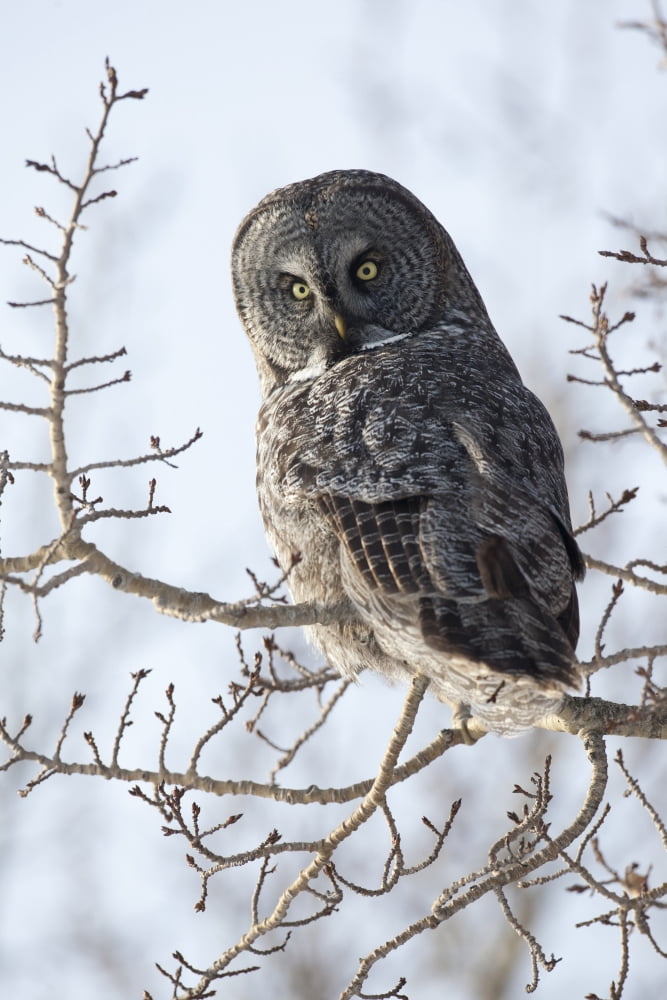 Close Up Of A Great Gray Owl Perched In A Tree Anchorage Southcentral Alaska Winter Canvas Art - Doug Lindstrand Design Pics (22 x 34)