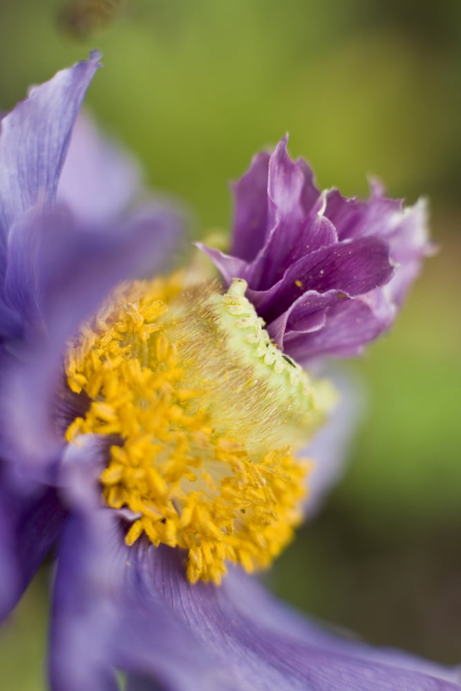 Close-Up Of A Himalayan Poppy Growing In Anchorage Summer In Southcentral Alaska Canvas Art - John Delapp Design Pics (11 x 17)