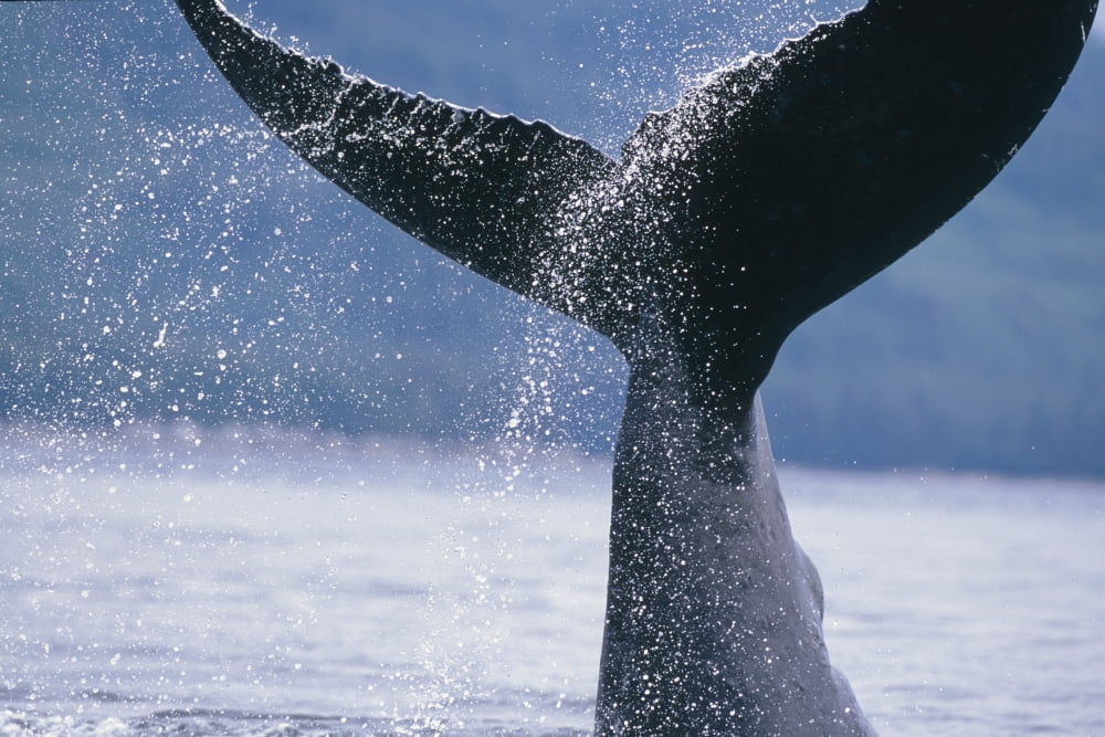 Close Up Of A Humpback Whale Fluke In Frederick Sound Tongass National Forest Southeast Alaska Summer Canvas Art - Tom Soucek Design Pics (17 x 11)