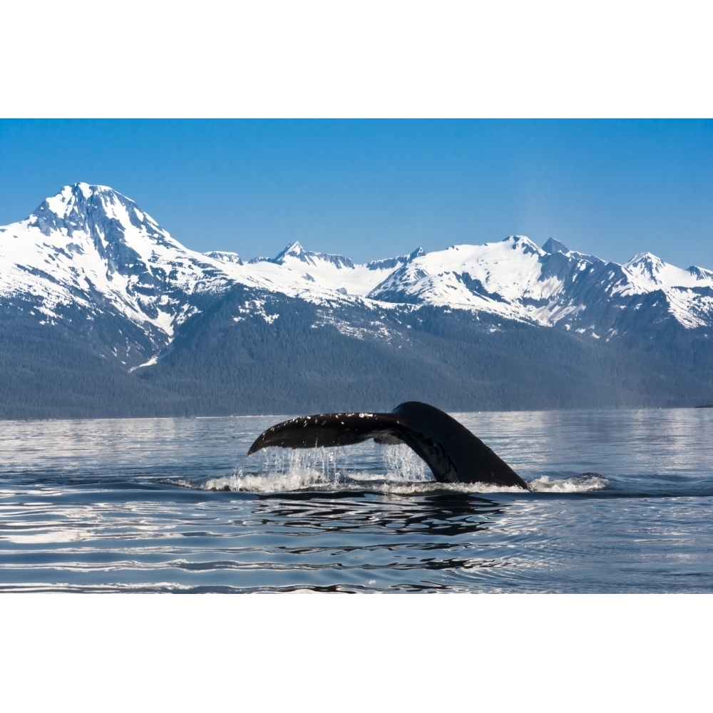 Close Up Of A Humpback Whale Tail Dripping Water As The Whale Dives In