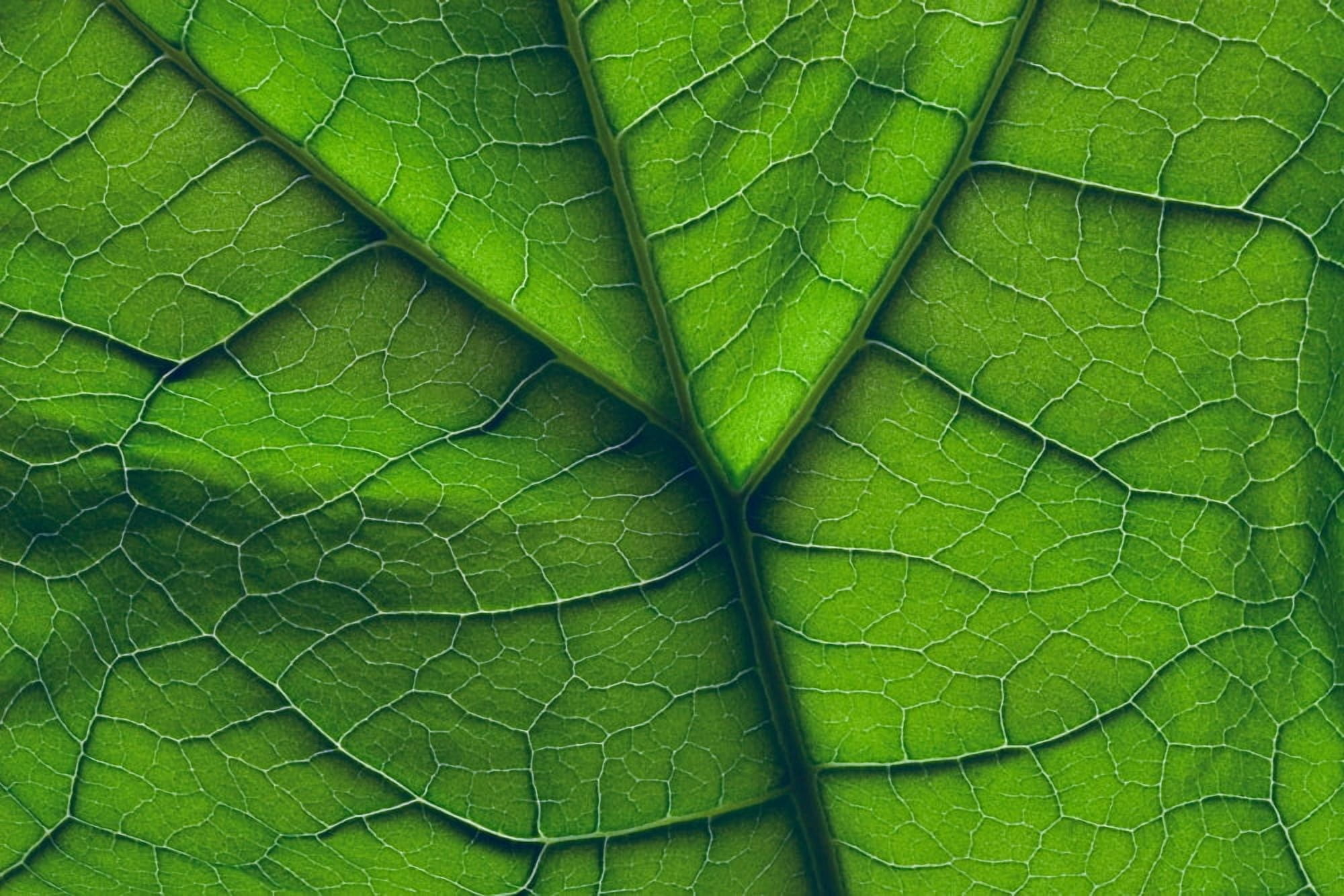 Close-Up Of A Leaf Canvas Art - Don Hammond  Design Pics (17 x 11)