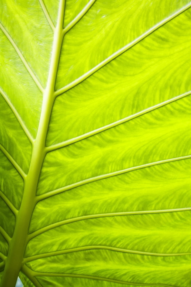 Close-Up Of A Leaf Canvas Art - Steven Raniszewski Design Pics (11 x 17)